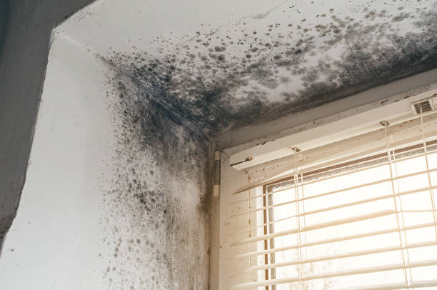 Affordable Hvac And Air Duct Mold Remediation solutions in Downers Grove, IL